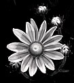 Picture Title - Monochrome Flower