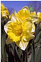 Picture Title - Yellow Daffodil