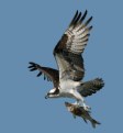 Picture Title - Osprey with Snook