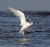 Sandwich Tern