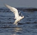 Picture Title - Sandwich Tern