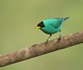 Picture Title - Green Honeycreeper