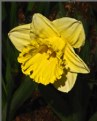 Picture Title - DAFFODIL CLOSE-UP
