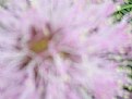 Picture Title - Fuzzy Flower