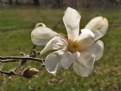 Picture Title - MAGNOLIA BLOSSOM