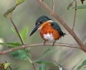 Picture Title - Pigmy Kingfisher