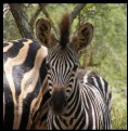 Picture Title - Baby Zebra