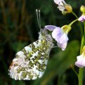 Picture Title - Orange-Tip Butterfly