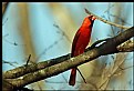 Picture Title - Cardinal