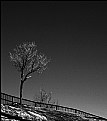 Picture Title - Bare Trees