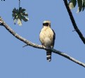 Picture Title - Laughing Falcon