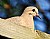 Mourning Dove