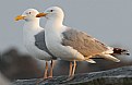 Picture Title - Pair of Gulls