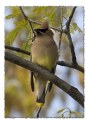 Picture Title - cedar waxwing