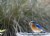 eastern bluebird