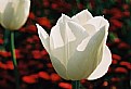 Picture Title - The White Tulip