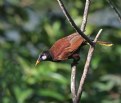 Picture Title - Montezuma Oropendola