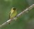 Yellowish Flycatcher