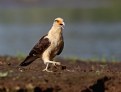 Picture Title - Yellow- headed Caracara