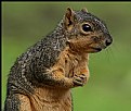 Picture Title - Squirrel