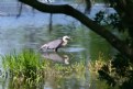 Picture Title - Blue Heron