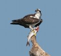 Picture Title - Osprey and Snook