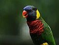 Picture Title - Parrot