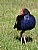 Pukeko