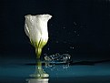 Picture Title - Eustoma And Water