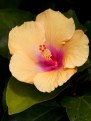 Picture Title - Hibiscus