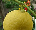 Picture Title - lemon