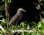 Bare-throated Tiger-Heron