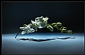Picture Title - Dendrobium
