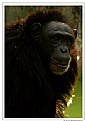 Picture Title - Common Chimpanzee