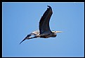 Picture Title - Blue Heron