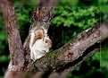 Picture Title - White Squirrel