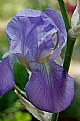 Picture Title - Iris....