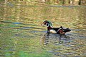 Picture Title - wood duck