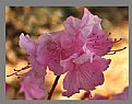 Picture Title - KOREAN RHODODENDRON