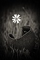 Picture Title - Daisy in a Tin