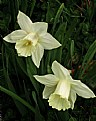 Picture Title - WHITE DAFFODILS