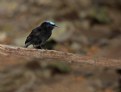 Picture Title - Blue-crowned Manakin