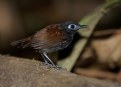 Picture Title - Chestnut-backed Antbird