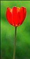 Picture Title - First Spring Tulip