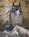 Picture Title - Great Horned Owl nesting