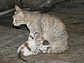 Picture Title - cat fedding baby cat