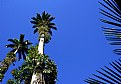 Picture Title - Palms & Sky