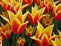 Picture Title - Tulipes