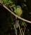 Blue-crowned Motmot