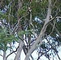 Picture Title - Kookaburras sit  in the old gum tree.